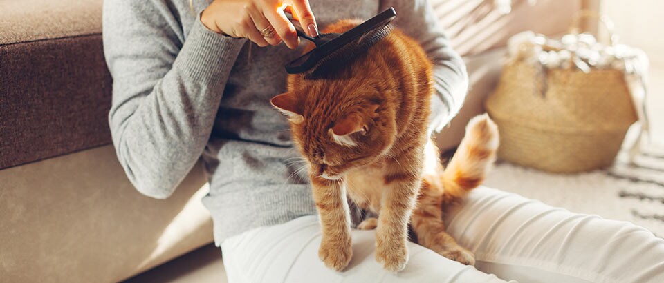 Allergens in the home – animal allergens, facts about allergies Allergens in the home – animal allergens, facts about allergies