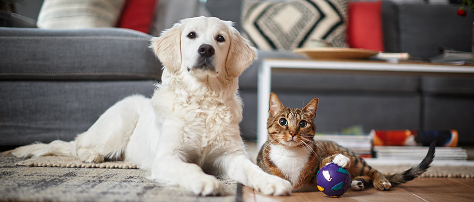 Household allergens: animal allergens Household allergens: animal allergens