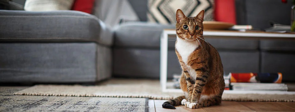 Comment nettoyer du vomi de chat Comment nettoyer du vomi de chat